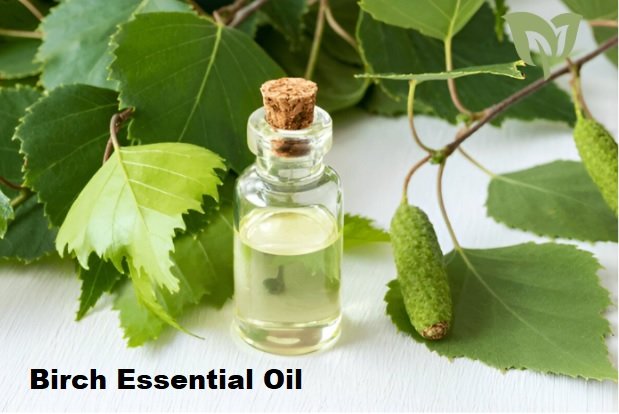 Birch Essential Oil