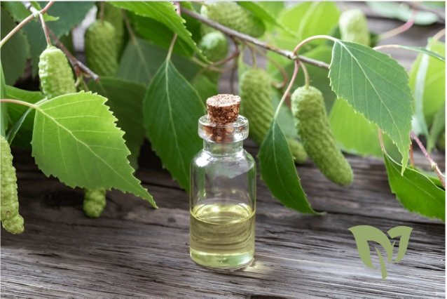 Use Birch Essential Oil Safely Use Birch Essential Oil Safely