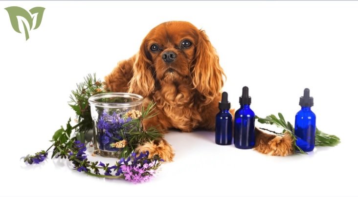 How to Safely Use Essential Oils Around Dogs How to Safely Use Essential Oils Around Dogs