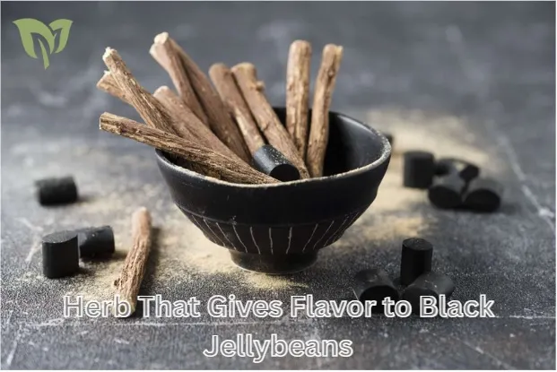 Herb That Gives Flavor to Black Jellybeans