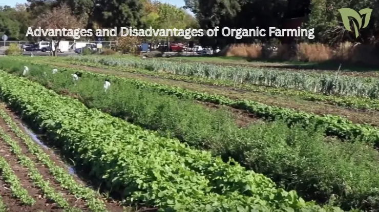 Advantages and Disadvantages of Organic Farming