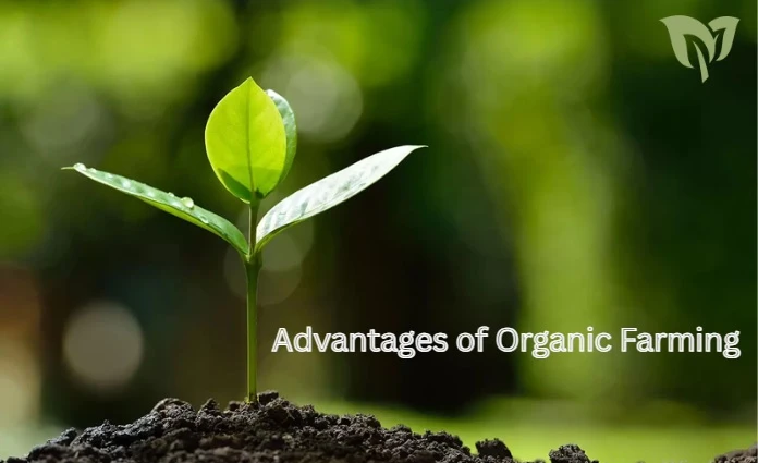 Advantages of Organic Farming