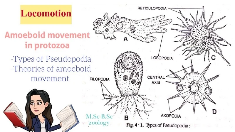 How Does an Amoeba Obtain Its Food?