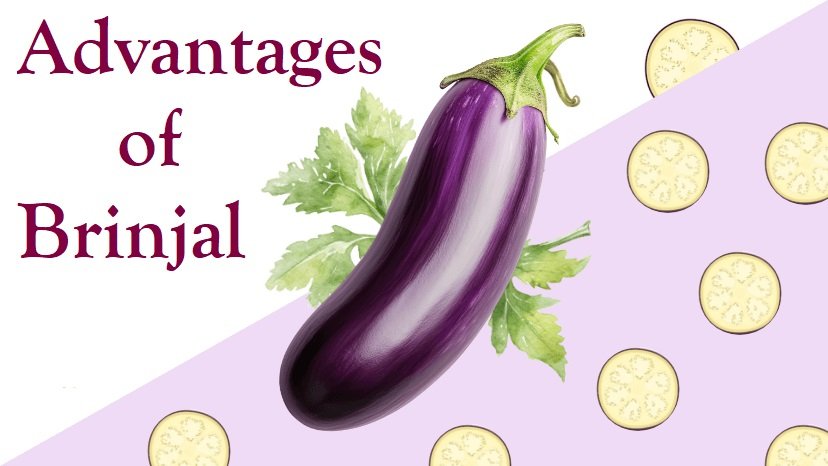 Advantages of Brinjal