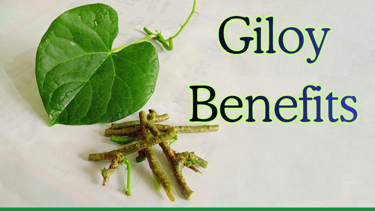 Giloy Benefits